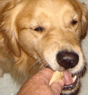 golder retriever eats cookie