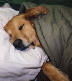 sleepingabby.jpg (17746 bytes)